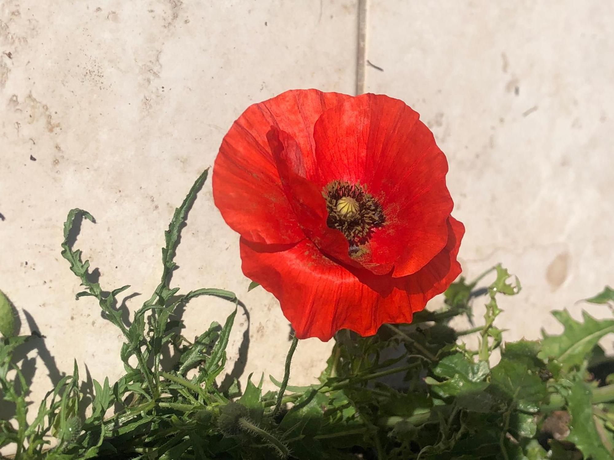 Bed and Breakfast Chez Guy Marsiglia Esterno foto